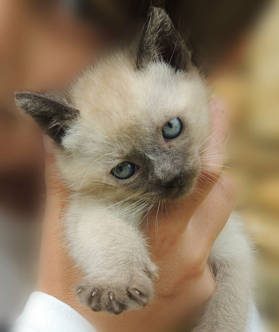 person holding short-fur white and black kitten, cat, animals HD wallpaper