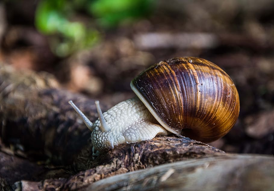 Snail, Shell, Mollusk, Close, snail shell, snail shells, reptile HD wallpaper