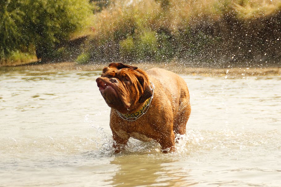 HD wallpaper: Bordeaux, Dog, Dogue, Water, Muddy, lake, bathing, puppy ...