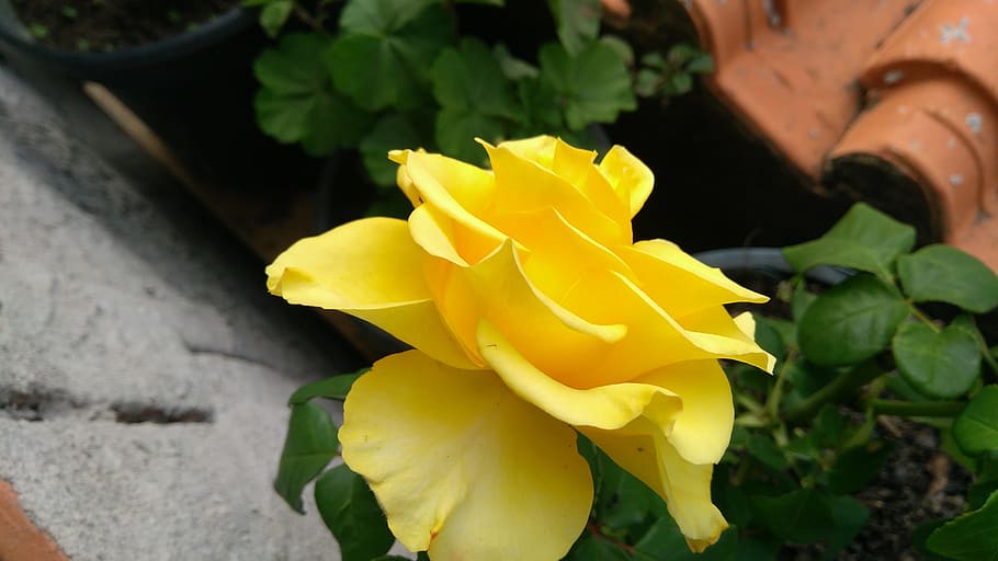 flower, yellow, nature, flowering plant, freshness, close-up HD wallpaper