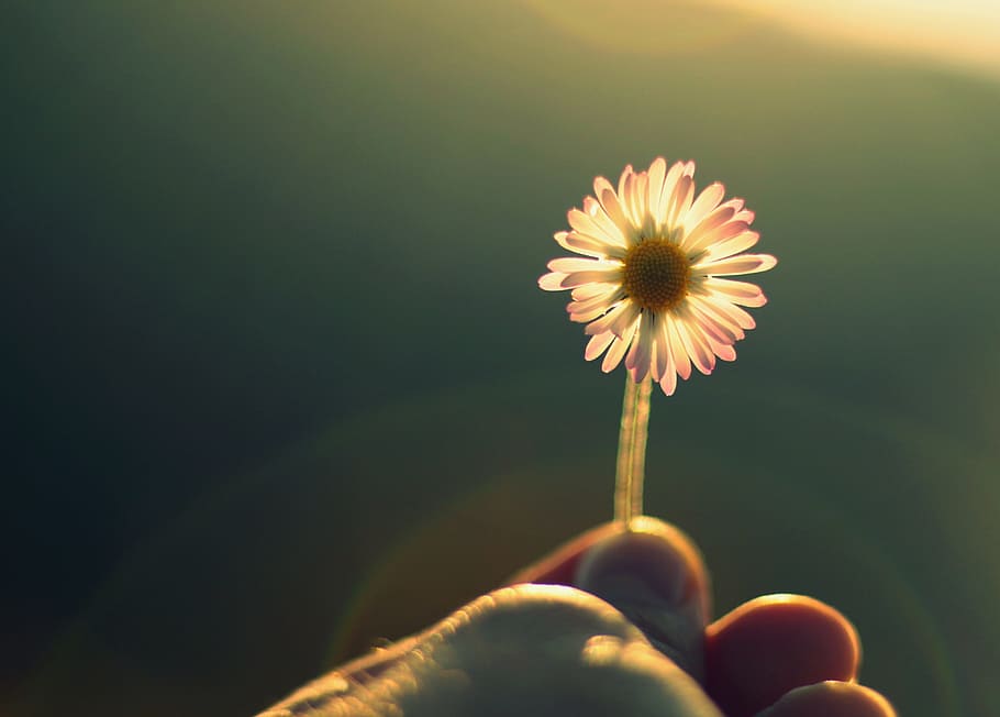 flower, macro, detail, hand, human hand, human body part, flowering plant HD wallpaper