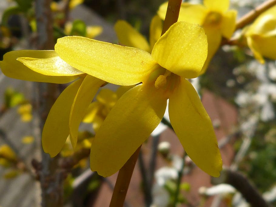 forsythia, yellow, macro, blossom, bloom, flower, nature, flora HD wallpaper