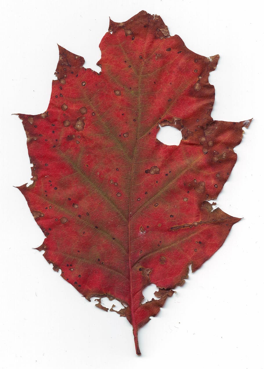 sheet, age, red, withered, old, autumn, nature, october, leaf HD wallpaper