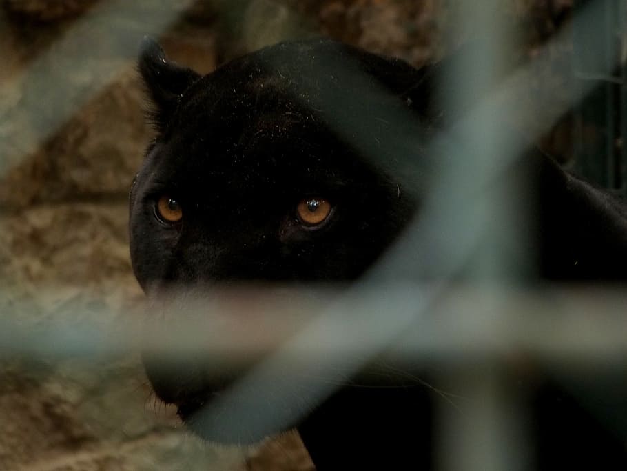 black panther, big cat, looking, eye, zoo, cage, caged, animal themes HD wallpaper