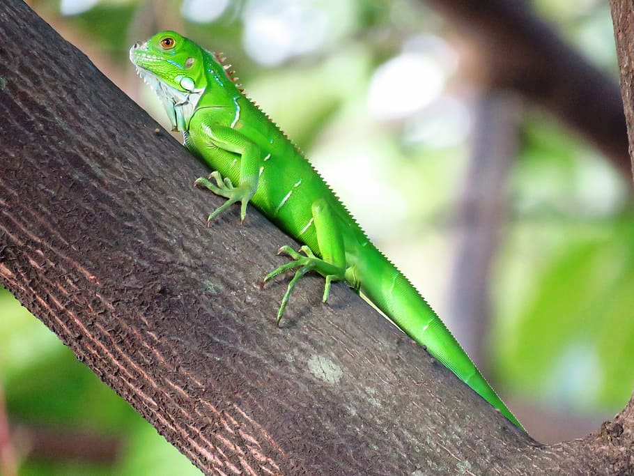 closeup photography of green iguana on brown tree branch, chameleon HD wallpaper