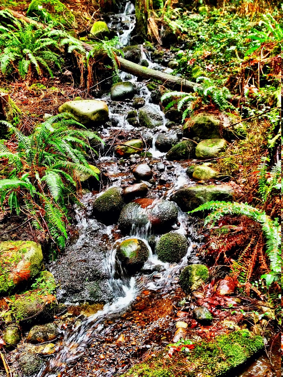 waterfall, forest, trees, rocks, plant, flowing water, motion HD wallpaper