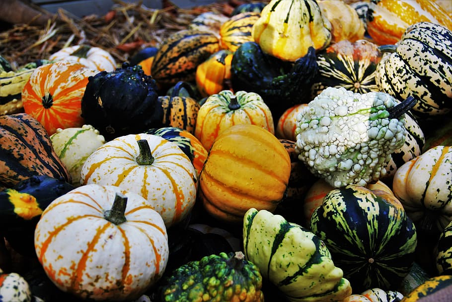 thanksgiving, decorative squashes, seasonal autumn decoration, HD wallpaper