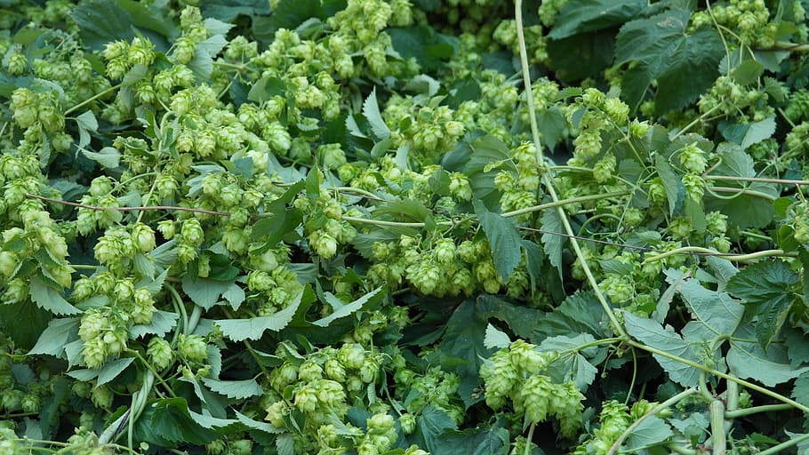 green leafed plant, hops, beer, hopfendolde, brew, bavaria HD wallpaper
