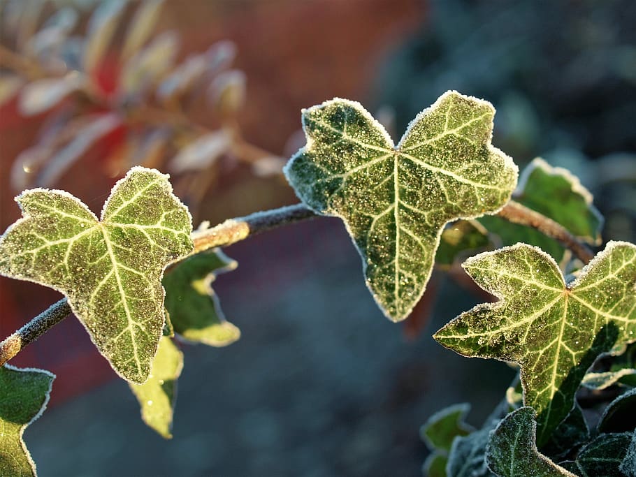 leaf, flora, fall, nature, ivy, closeup, plant part, growth, HD wallpaper