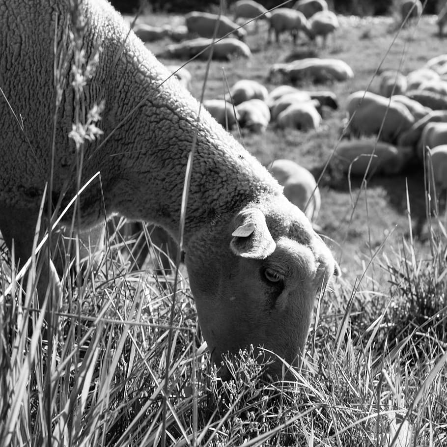 sheep, graze, eat, outdoor, nature, livestock, flock of sheep HD wallpaper