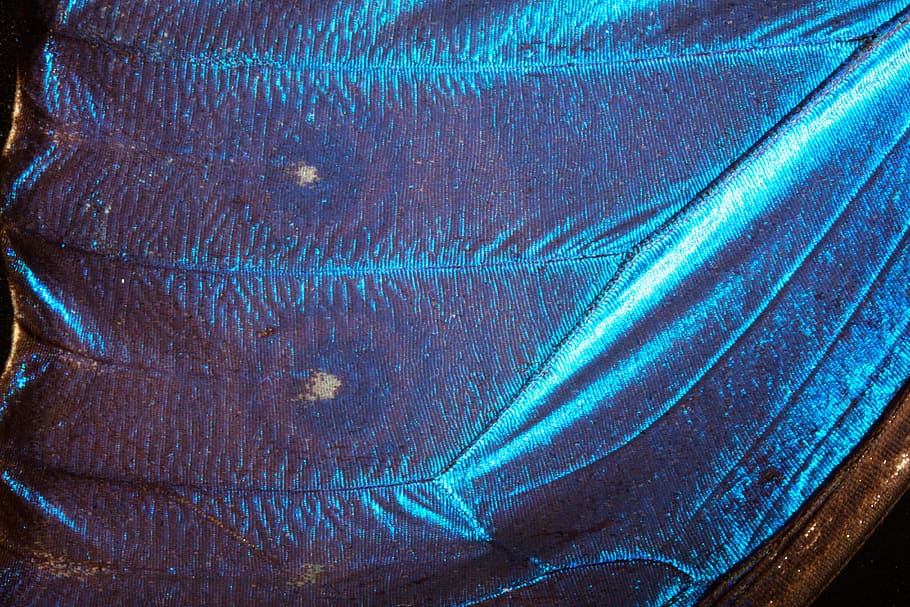 blue textile, butterfly, exotic, south america, amazon, iridescent