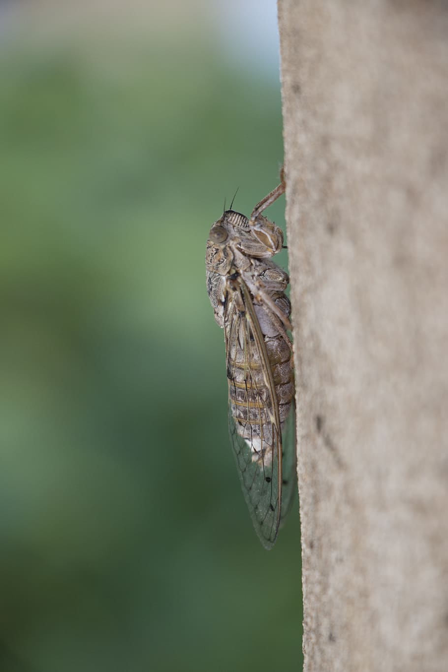 cicada, insect, nature, invertebrate, animals in the wild, animal wildlife HD wallpaper