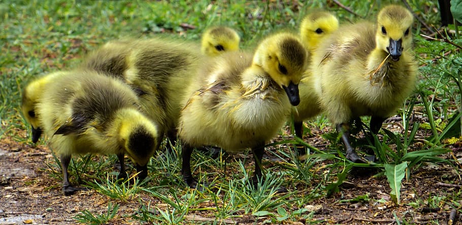macro photography of six yellow ducklings during daytime, april