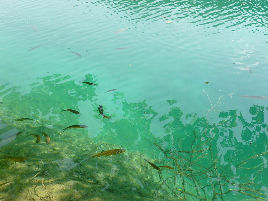 fish, lake, nature, blue, green, freshwater, horizontal, summer HD wallpaper
