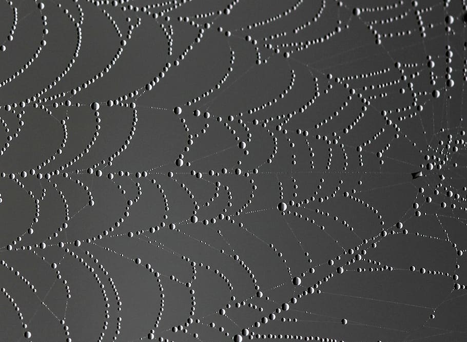 close up photo of spider web with dew drops, place, nature HD wallpaper