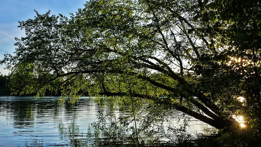 tree, sunset, water reflection, nature, natural, summer, sunlight HD wallpaper