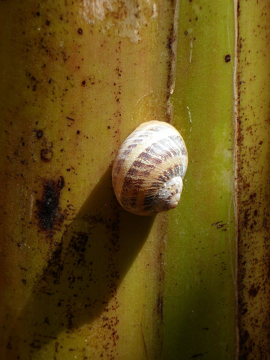 snail, shell, shadow, close, mollusk, animal, animal wildlife HD wallpaper