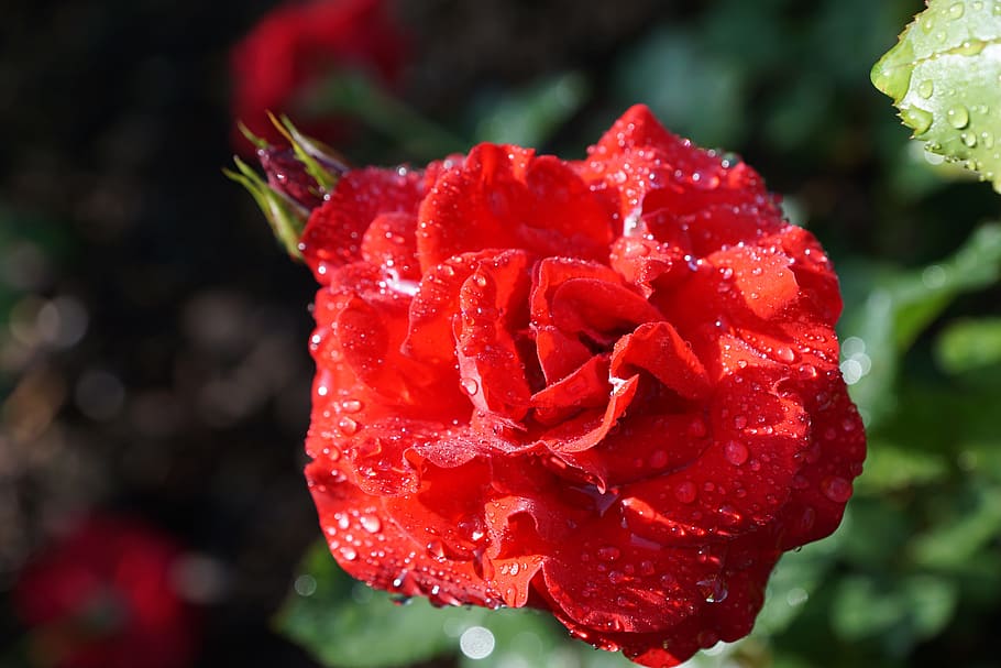 selective focus photography of red rose flower with water dew during daytime, HD wallpaper