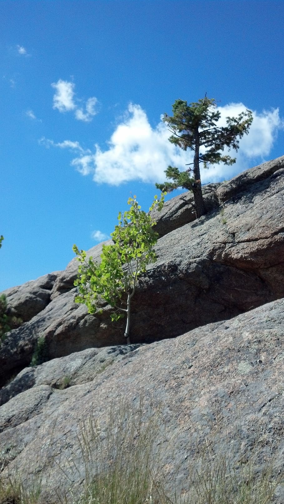 tree, rock, sky, pine, aspen, outdoor, cloud, cloud - sky, plant HD wallpaper