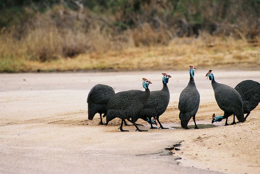 Guinea-Fowl, Kruger National Park, south africa, wild, birds, HD wallpaper