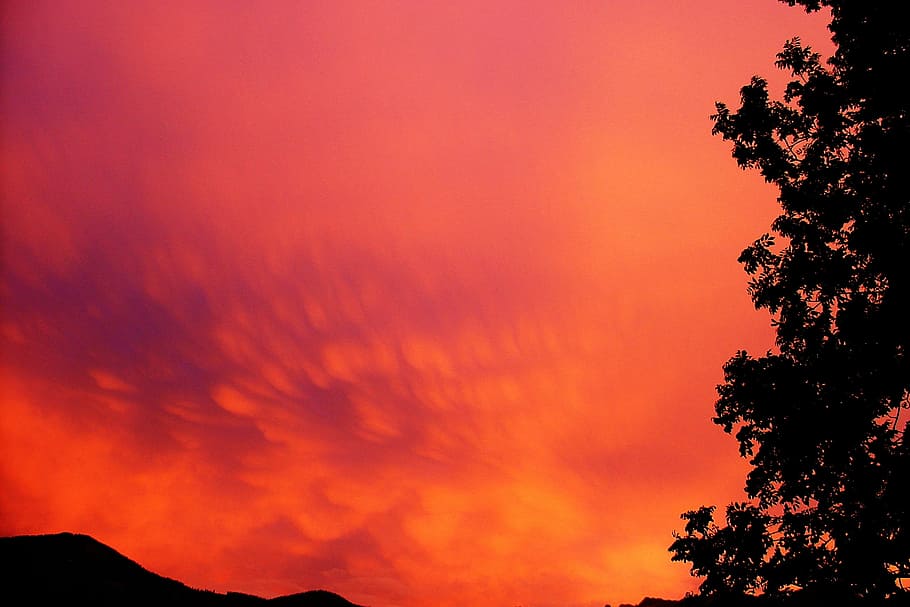silhouette of trees during dusk, sky, forward, clouds, sunset HD wallpaper