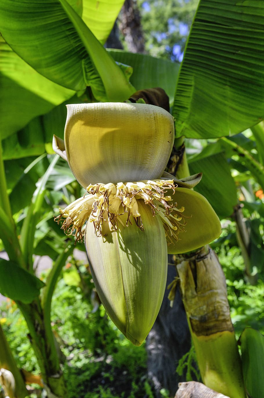 Как цветет банан. Банановая Пальма цветение. Цветок банана фото. Банан Паттайя. Цветок банана карри.