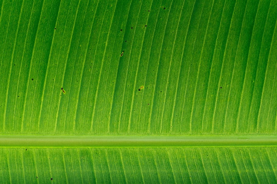 green banana leaf, growth, pattern, texture, garden, leaves, background, HD wallpaper