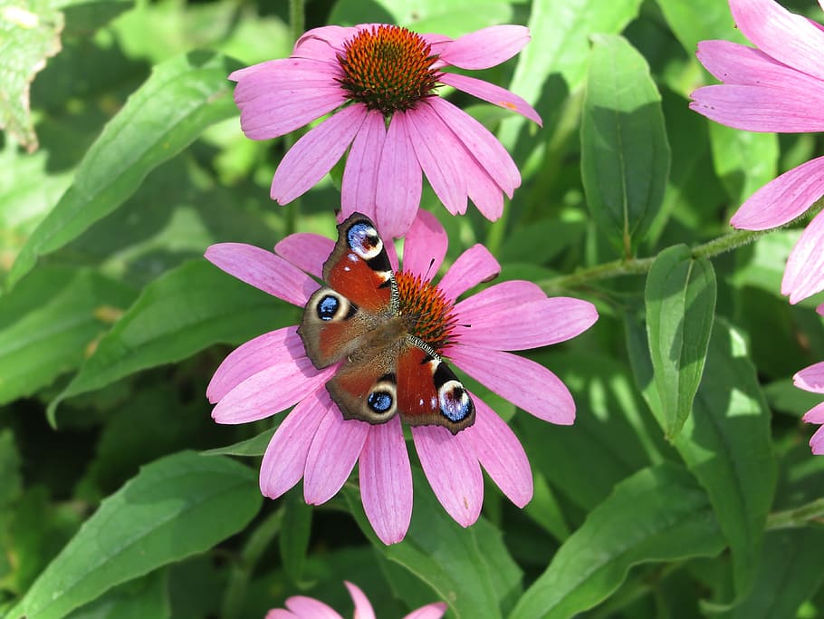 butterfly, peacock, insect, edelfalter, flower, close, nature HD wallpaper