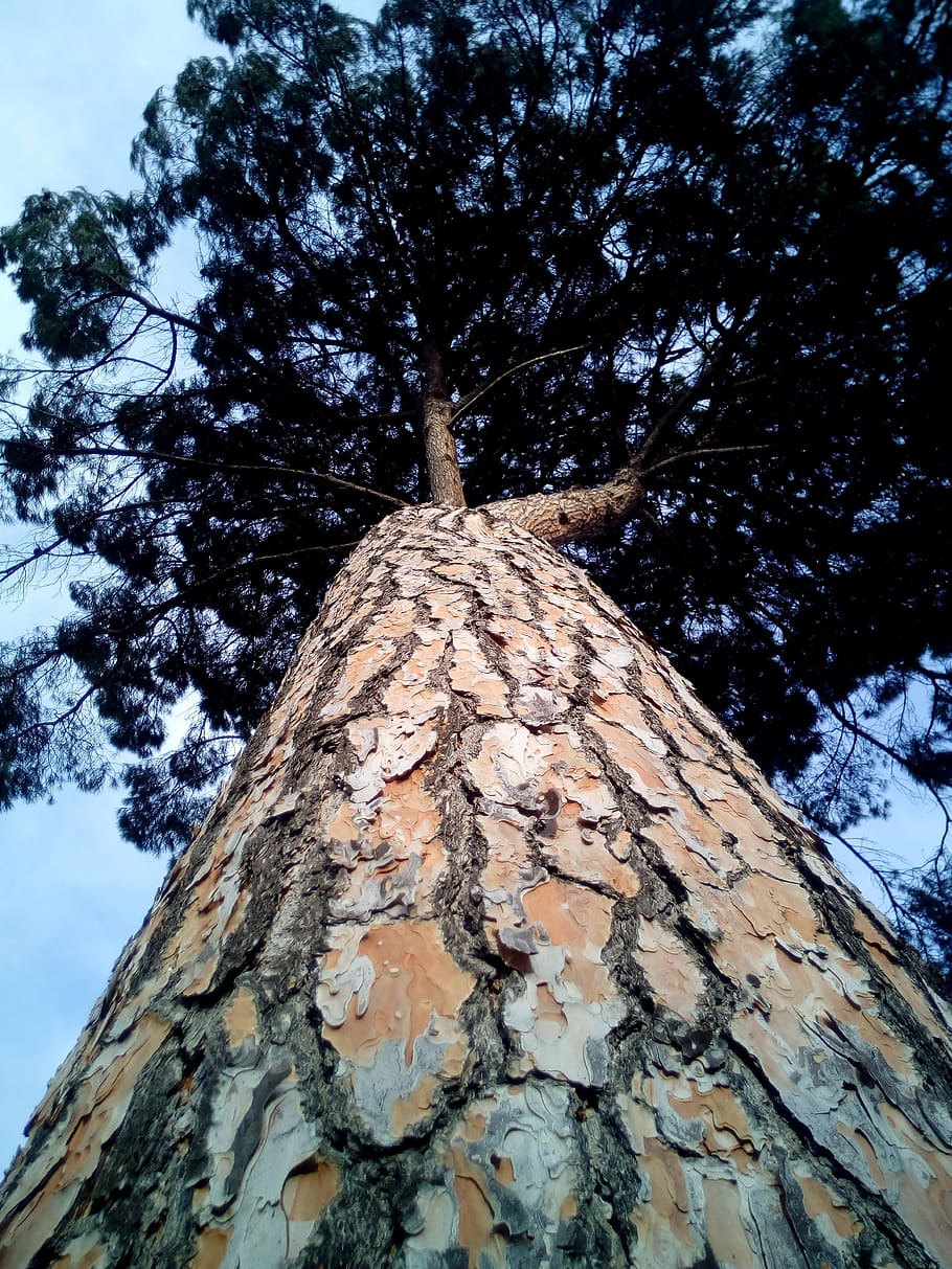 stone pine, pinus pinea, cup, tree, forest, centenary, trees HD wallpaper