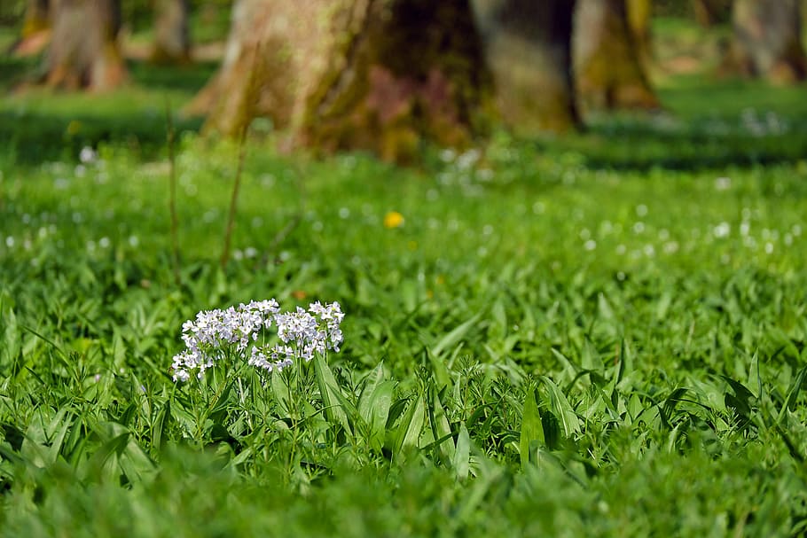 white petaled flowers on green grass field, smock, nature, cuckoo flower
