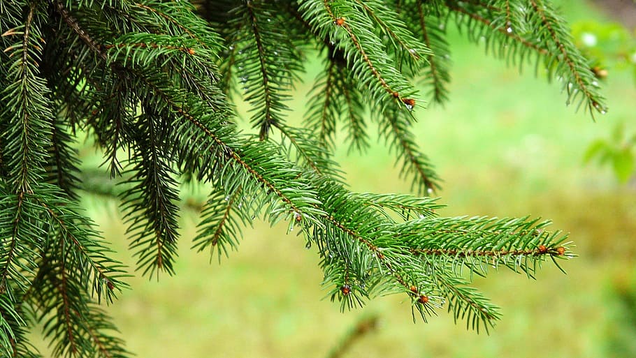 closeup photo of tree, spruce, needle, needles, green, rain drops HD wallpaper