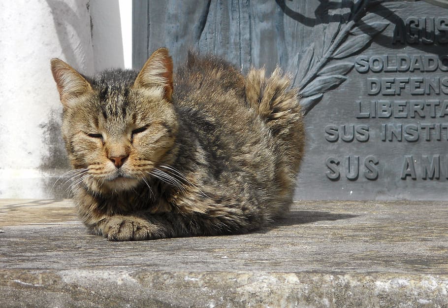 cat, cemetery, peace, sleeping, sunny, feline, wild, rest, look HD wallpaper