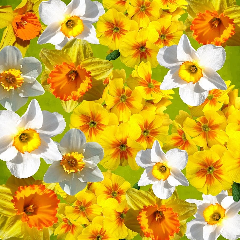 graphic, daffodils, easter, spring, yellow, narcissus pseudonarcissus, HD wallpaper