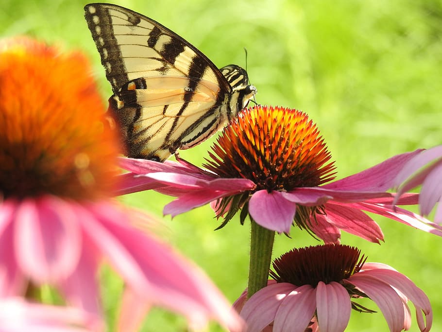 swallowtail, cone flower, pink, flowering plant, fragility HD wallpaper
