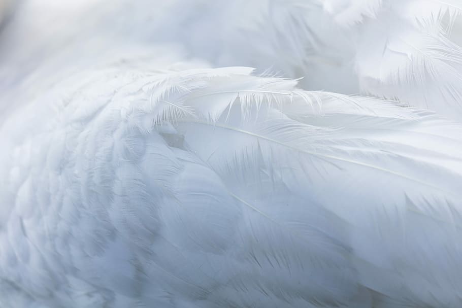 person taking photo of white feather, feather background, soft HD wallpaper