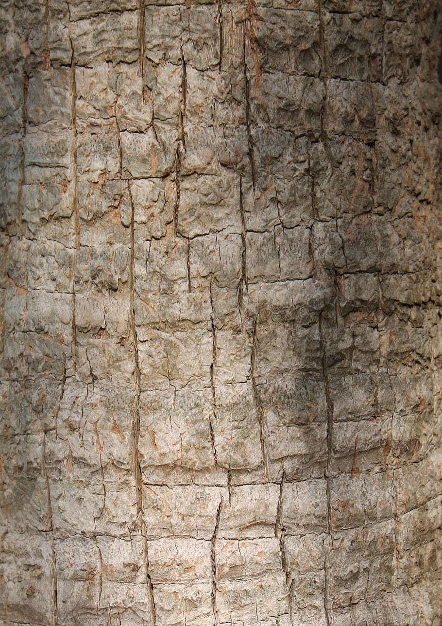 texture, tree, pattern, nature, wood, natural, rough, palm HD wallpaper