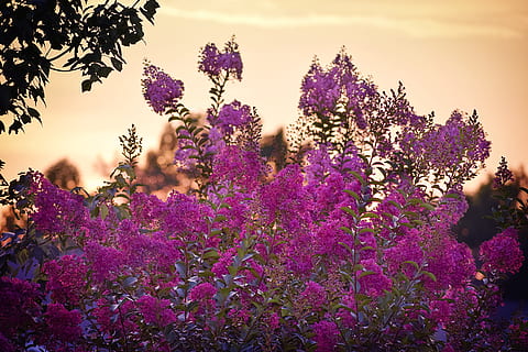 sunset, crape myrtle, purple, pink, orange, sunshine, leaf HD wallpaper