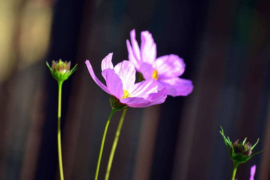flowers, spring, blossom, flowering plant, beauty in nature HD wallpaper