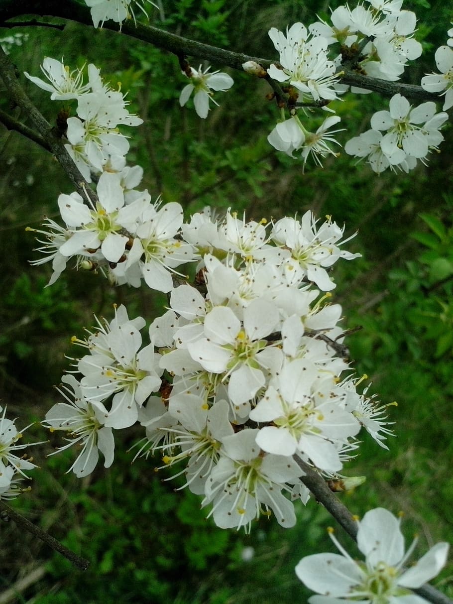 spring, tree, flowers, flowering plant, fragility, vulnerability HD wallpaper