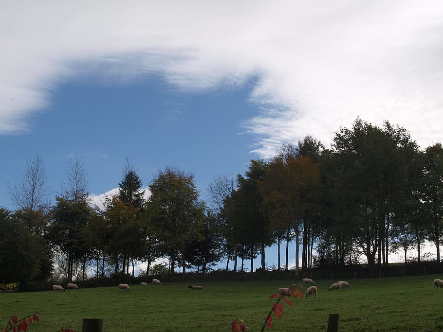 trees, landscape, sky, plant, grass, cloud - sky, nature, day HD wallpaper