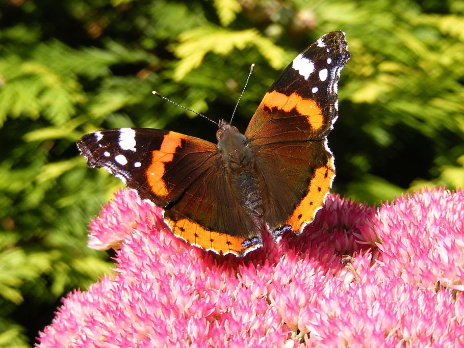butterfly, insect, flower, macro, nature, invertebrate, animal wing HD wallpaper