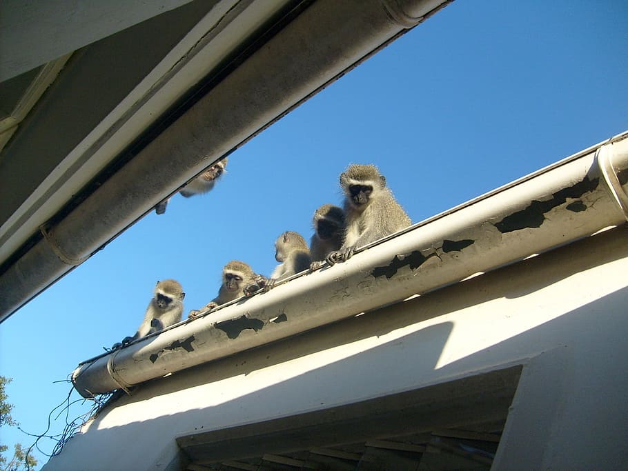 monkeys, roof, young, wild, mammal, primate, creature, sitting HD wallpaper