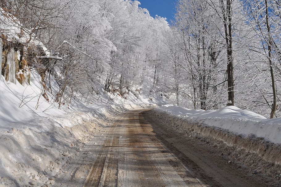 winter, snow, nature, ice, cold, tree, cold temperature, plant HD wallpaper