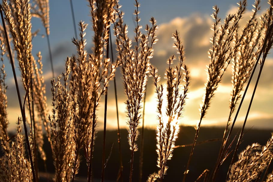 brown barley plant close-up photography, grass, nature, sunrise HD wallpaper