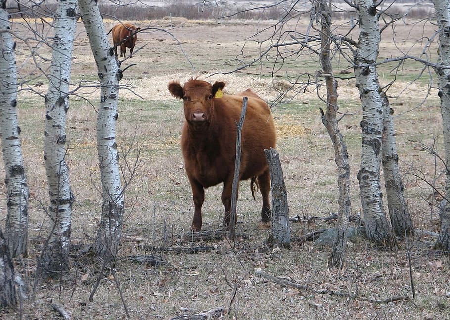 Cows, Calves, Cattle, Beef, Meat, Farm, curious, one animal HD wallpaper