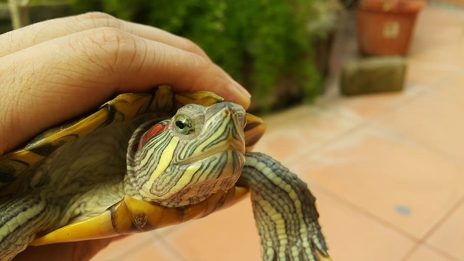 turtle, red eared slider, green, tortoise, human hand, one animal HD wallpaper