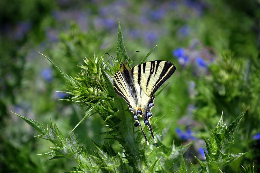nature, butterfly, macro, insect, animal wildlife, plant, animals in the wild HD wallpaper