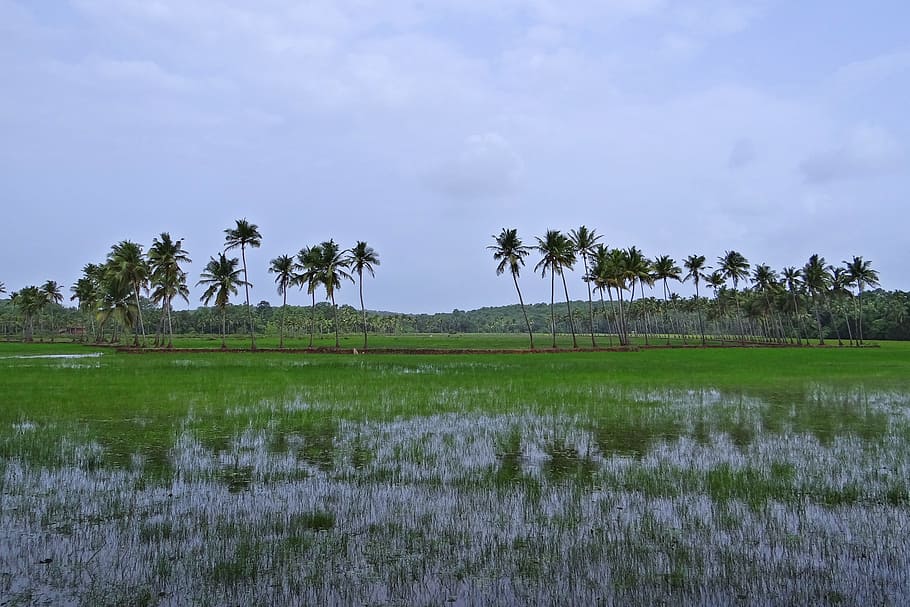 pasture, low-land, buffaloes, coconut groves, goa, india, plant, HD wallpaper