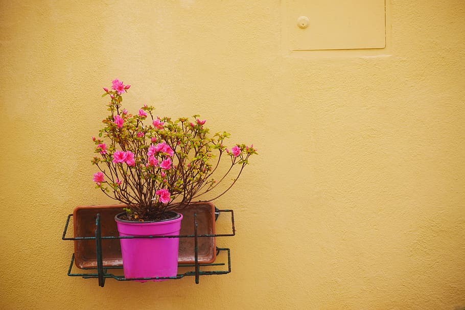 pink petaled flowers, pink flowers on pink pot, wall, yellow HD wallpaper