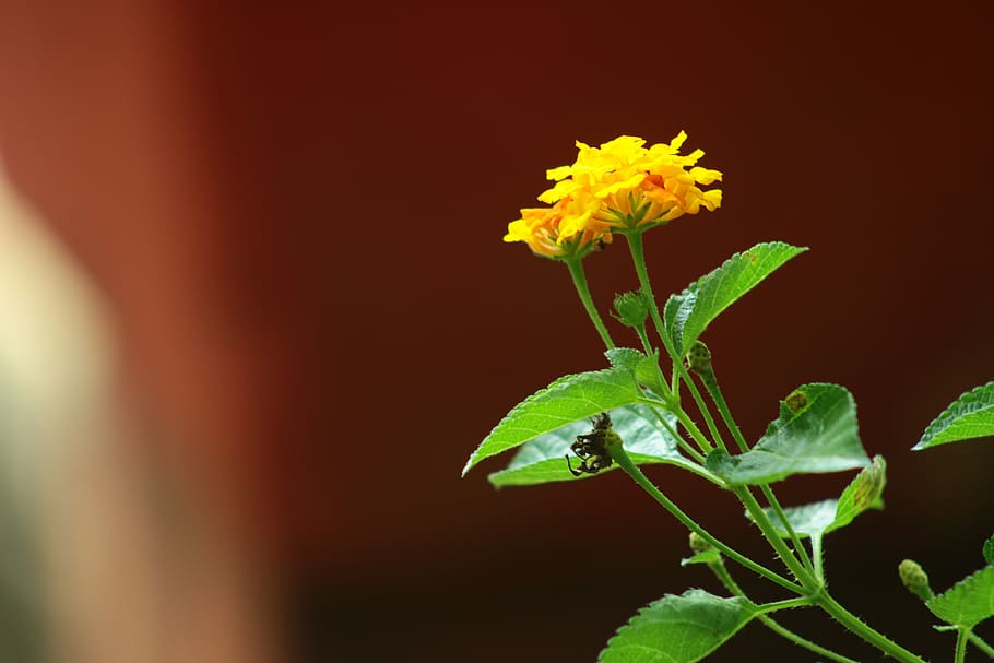 nature, flora, leaf, flower, plant, flowering plant, freshness HD wallpaper